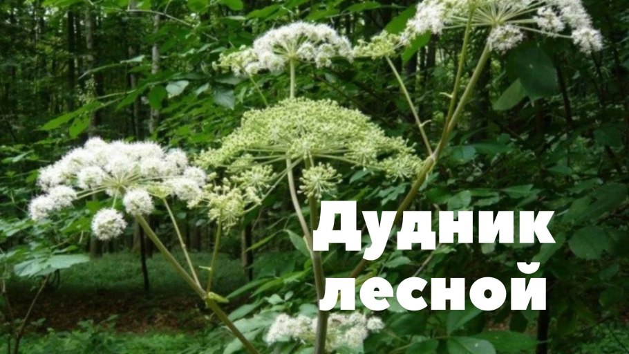 Дудник лекарственный и Дудник Лесной отличия