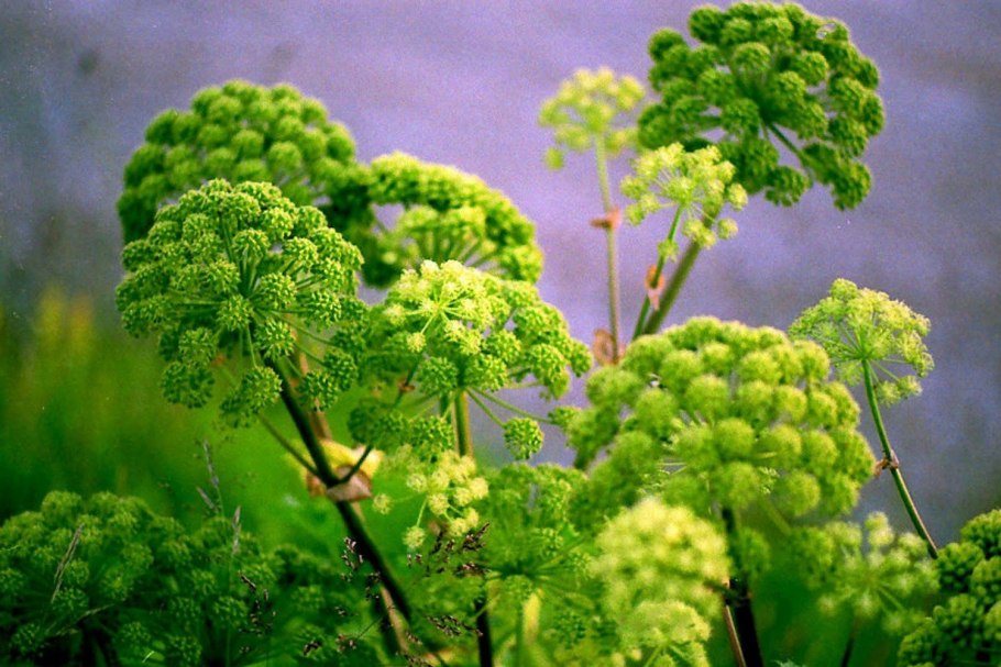 Дудник дягиль