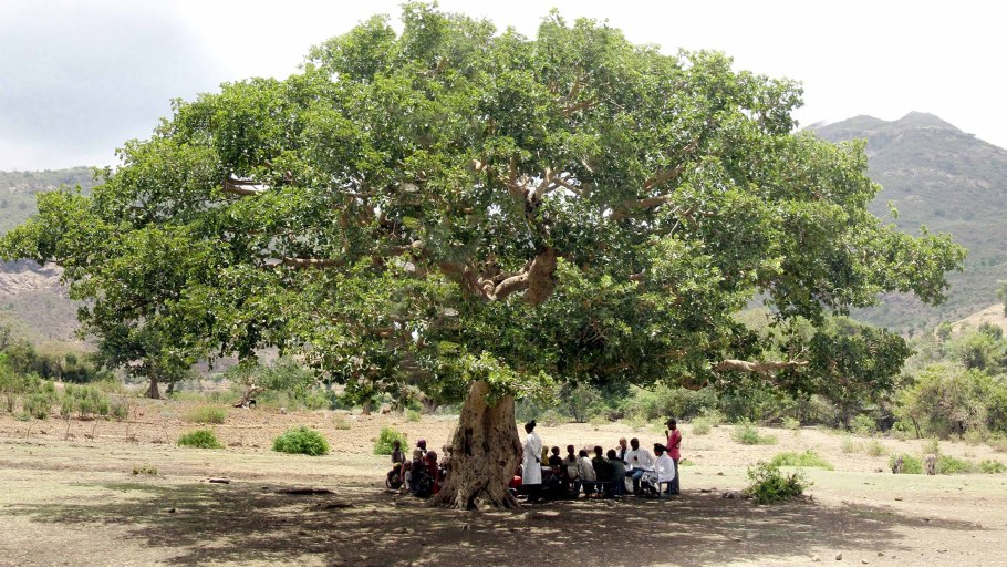 Инжир растение