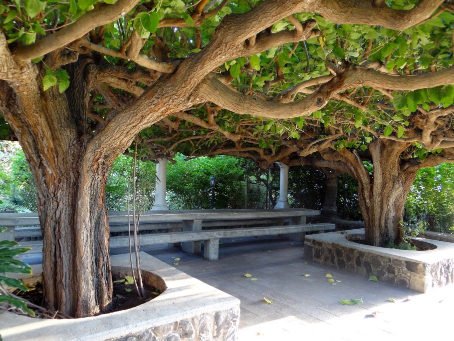 Инжир на Кубани