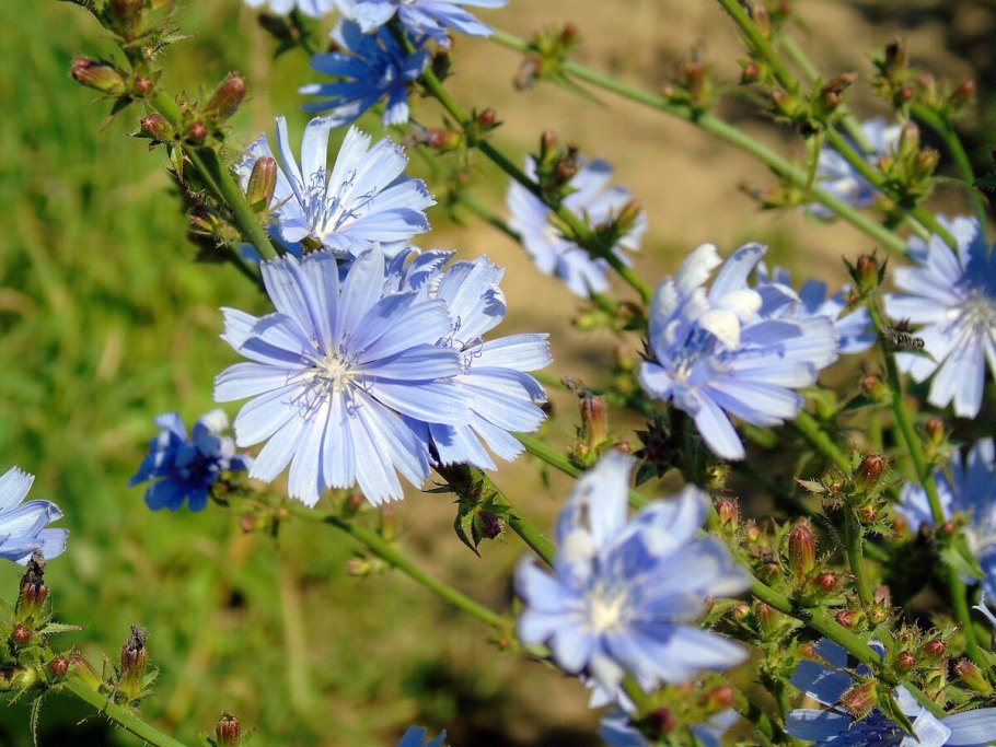 Цикорий многолетнее