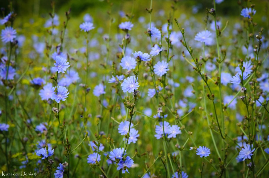 Дикий цикорий (Cichorium