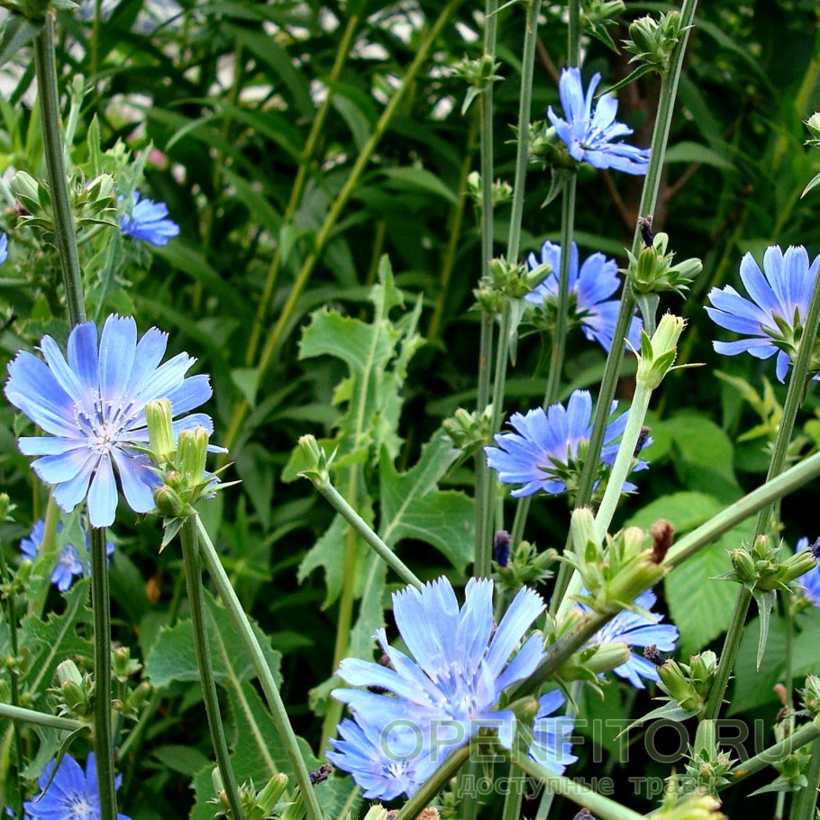 Дикий цикорий (Cichorium