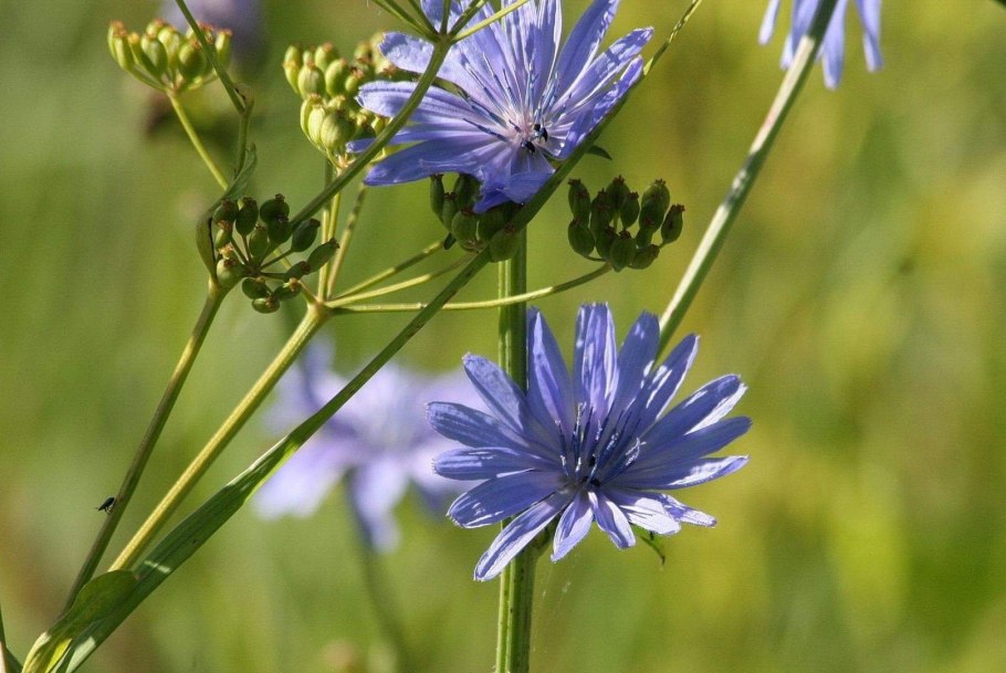 Цикорий обыкновенный сорные растения