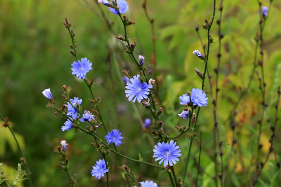 Лютик Вьюнок цикорий пижма