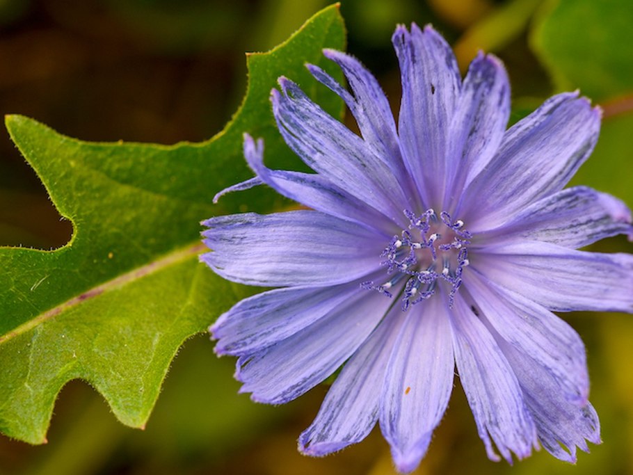 Цикорий в Татарстане