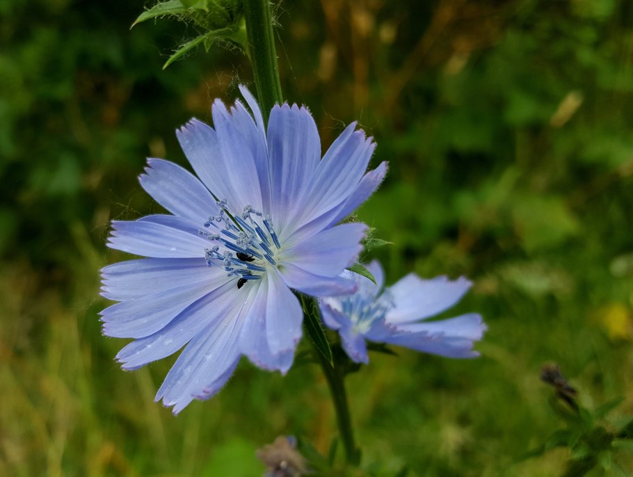 Растения Луга цикорий
