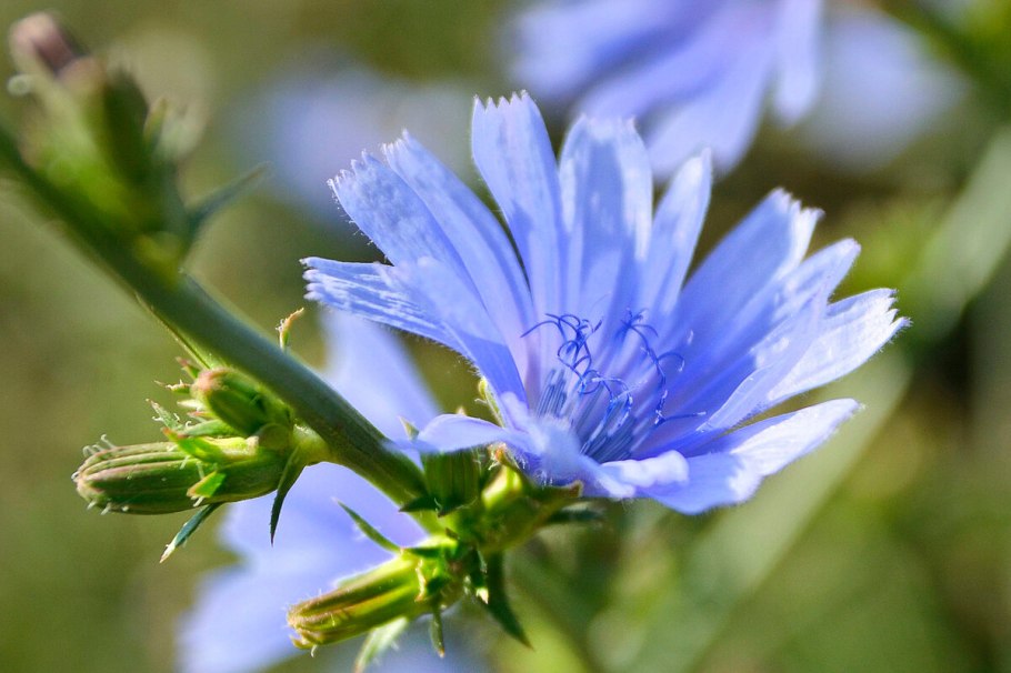 Цикорий обыкновенный