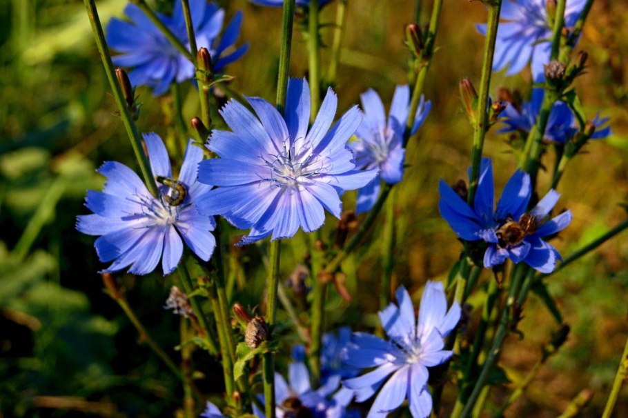 Полевые цветы цикорий