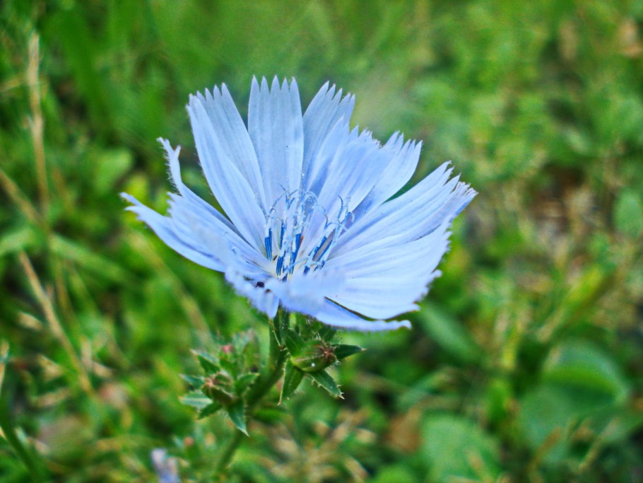 Дикий цикорий (Cichorium