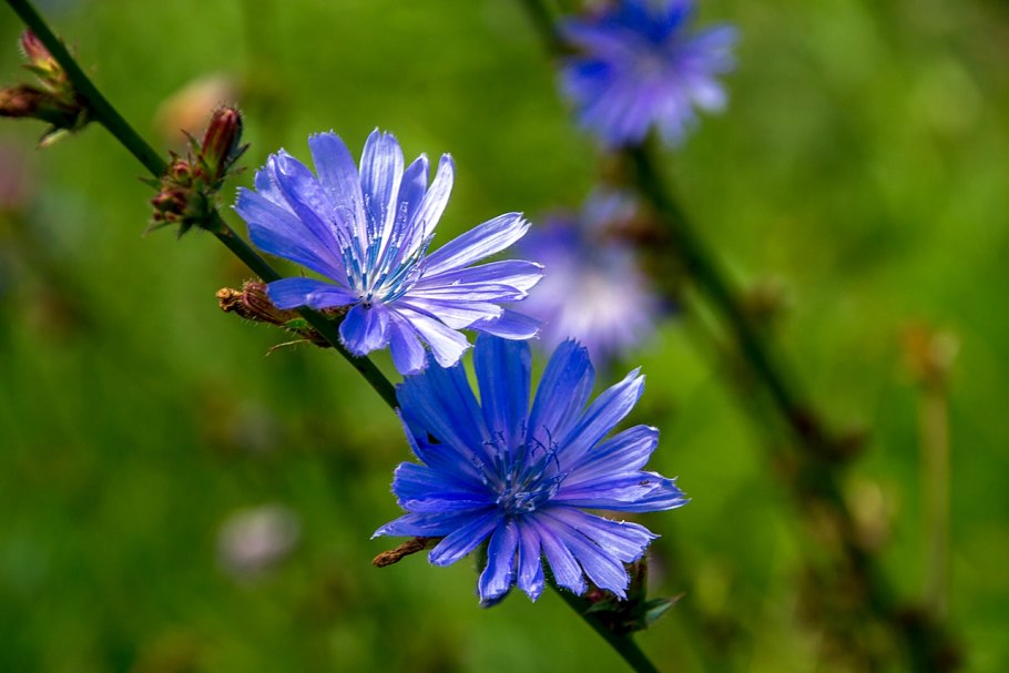 Соцветие цикория