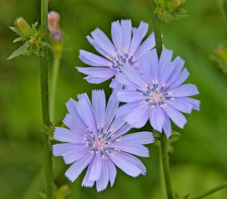 Цикорий растение