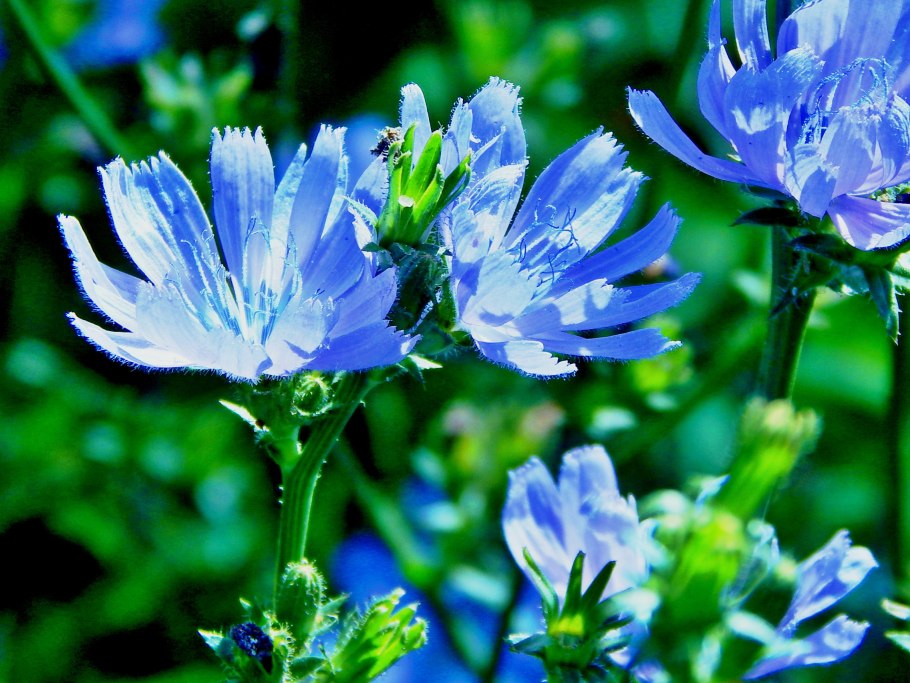 Цикорий культивируемый