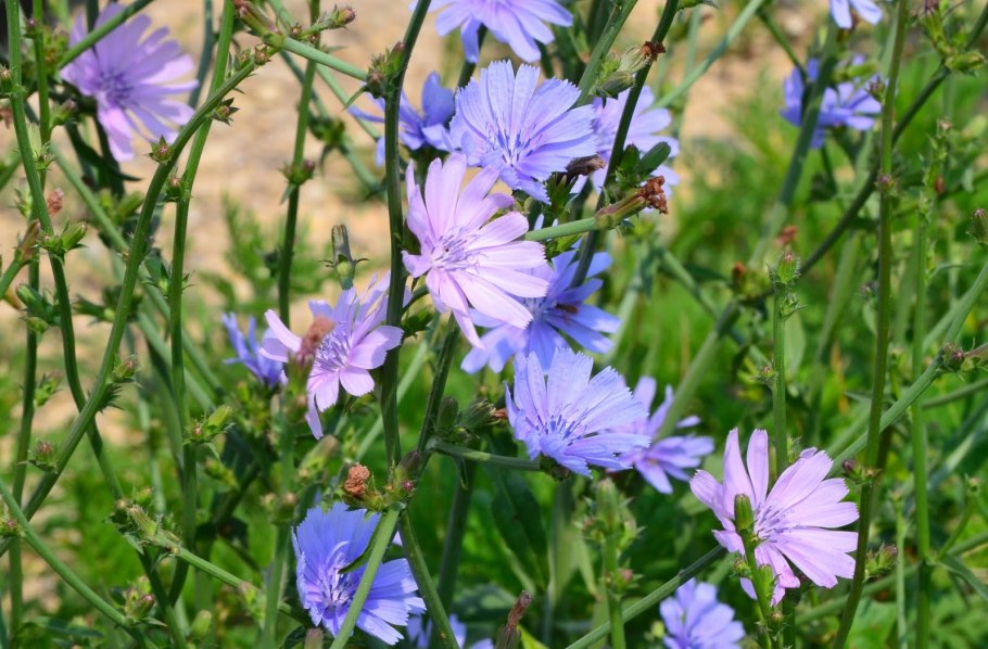 Цикорий Луговой