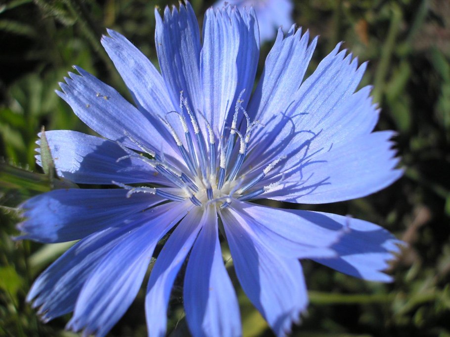 Цикорий обыкновенный Cichorium intybus