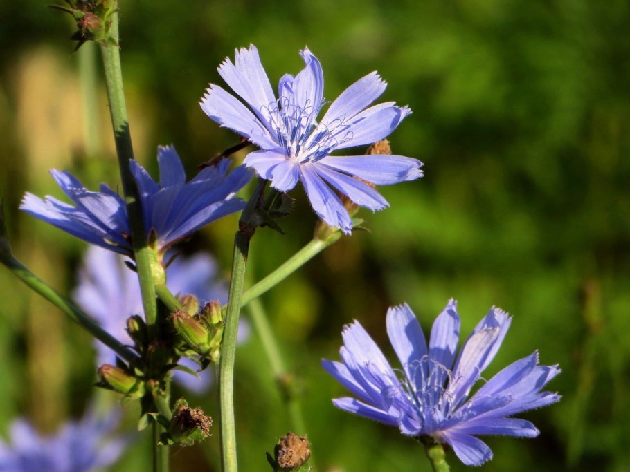 Дикий цикорий (Cichorium