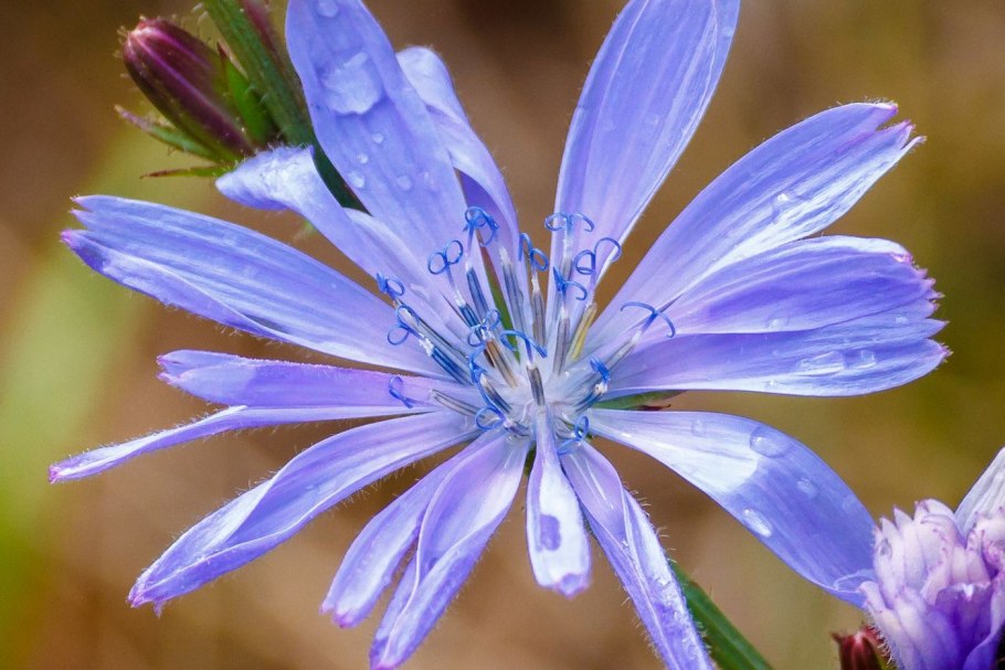 Цикорий (Cichorium intybus)