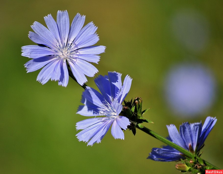 Цикорий Сложноцветные