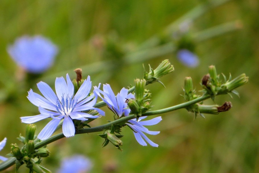 Цикорий цветет