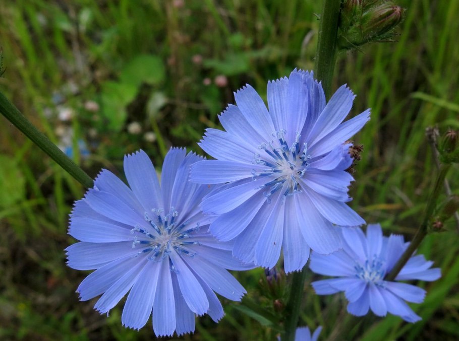 Цикорий цветок