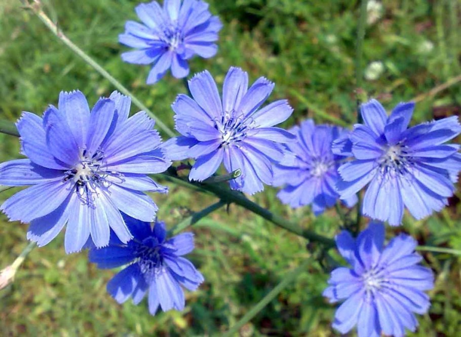 Цикорий обыкновенный Cichorium intybus