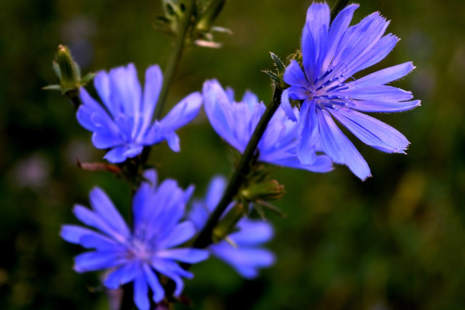 Цикорий обыкновенный Cichorium intybus