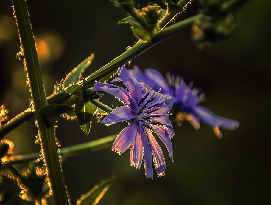 Бархат цикорий