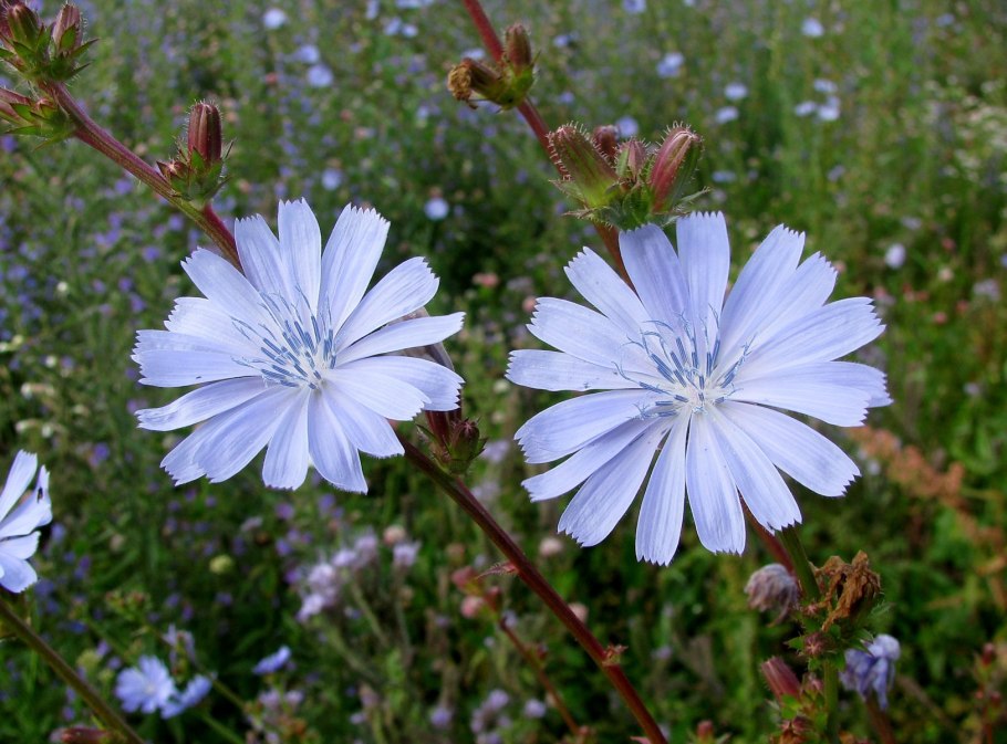 Цикорий Луговой