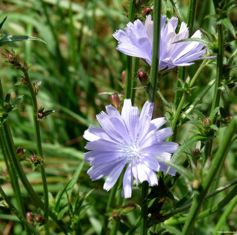 Цикорий обыкновенный Cichorium intybus