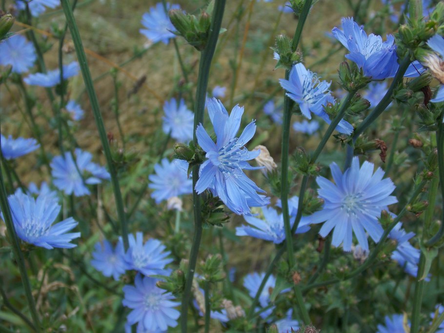 Петрив Батиг растение