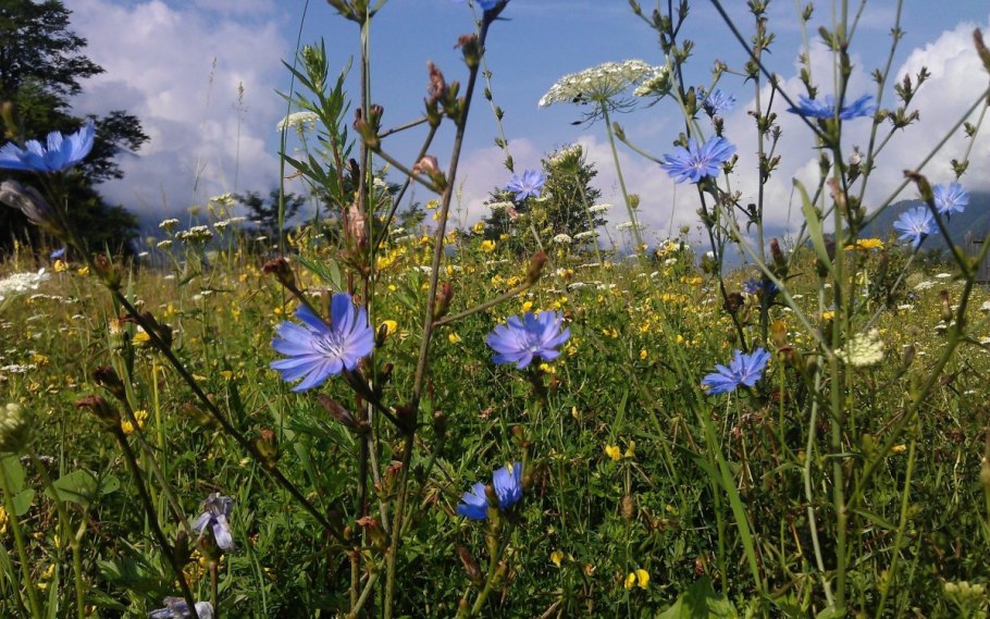 Цикорий Клевер тысячелистник луг