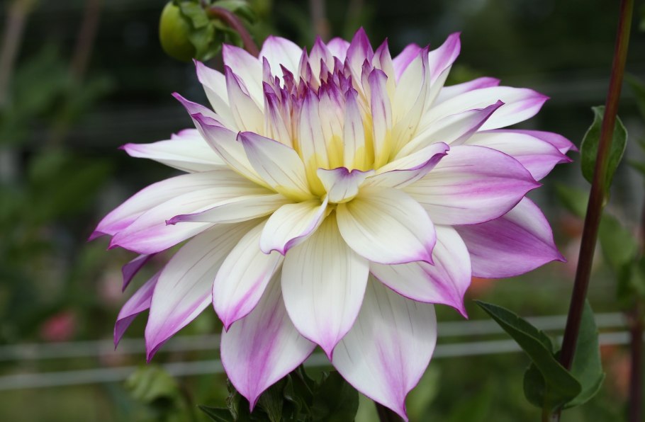 Dahlia цветок