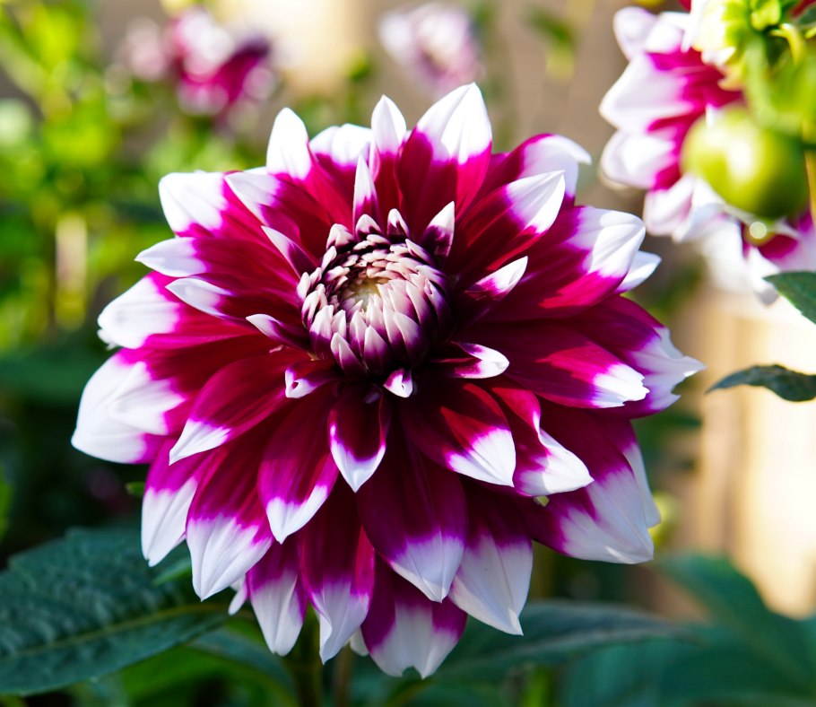 Георгин Dahlia Tirza