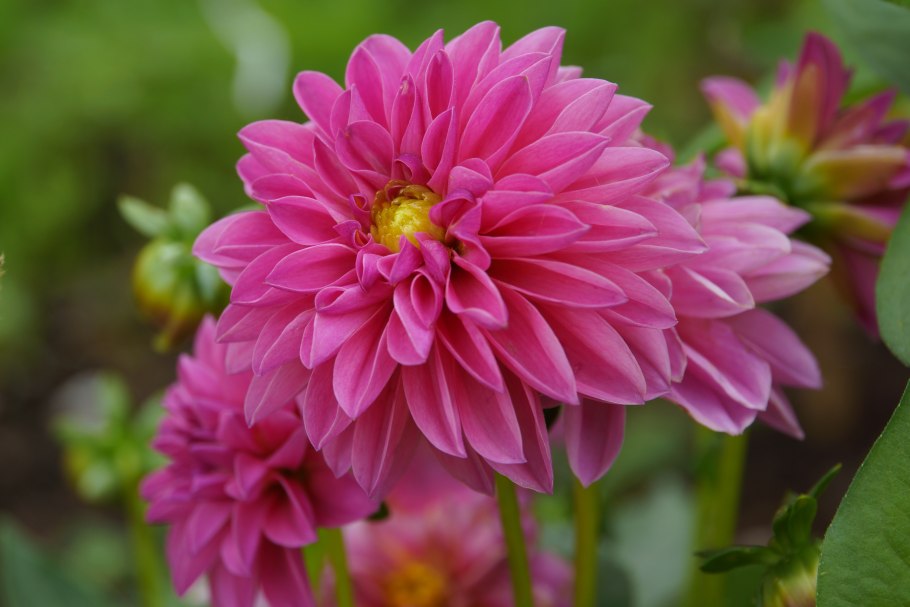 Георгины Dahlia