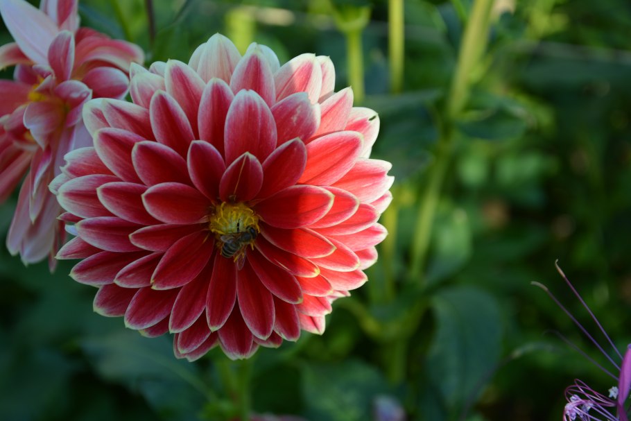Листья георгина Dahlia