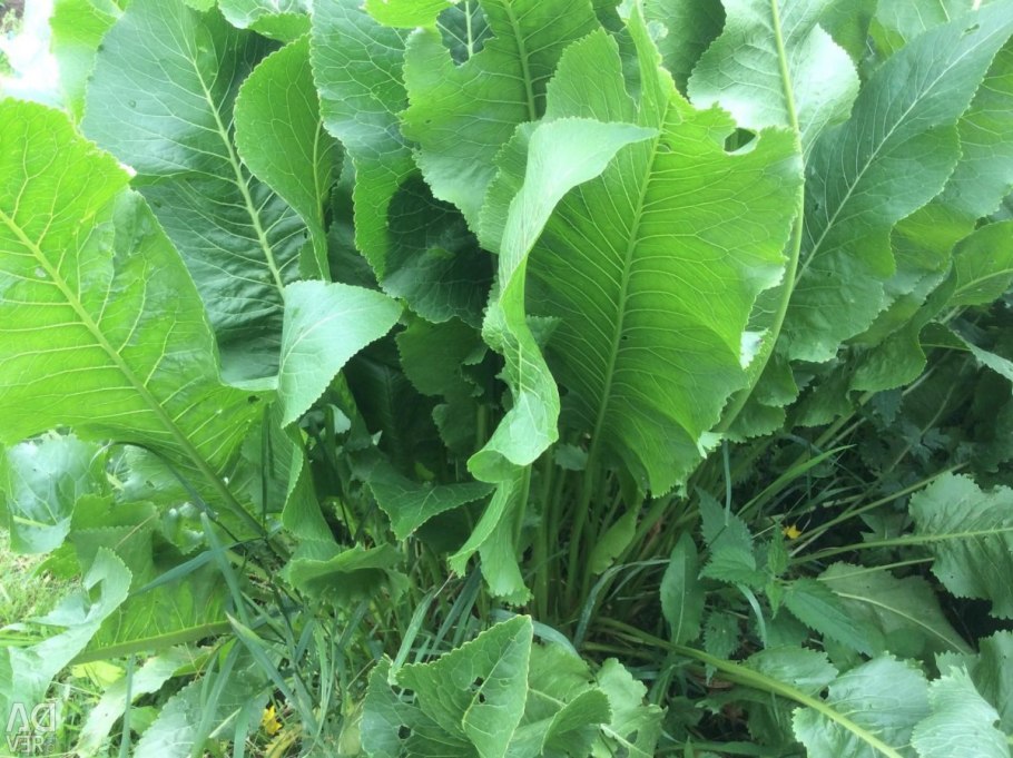 Листья хрена фото