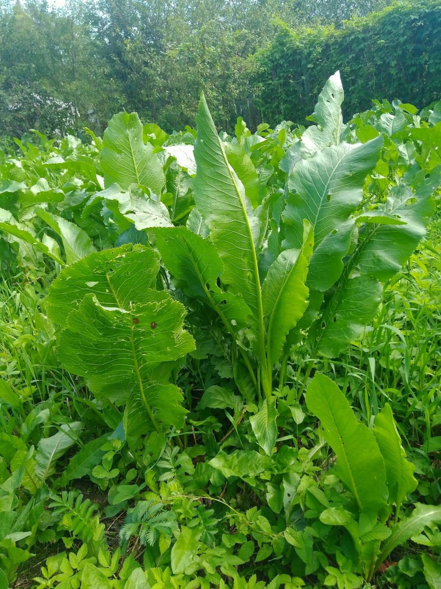 Хрен растение