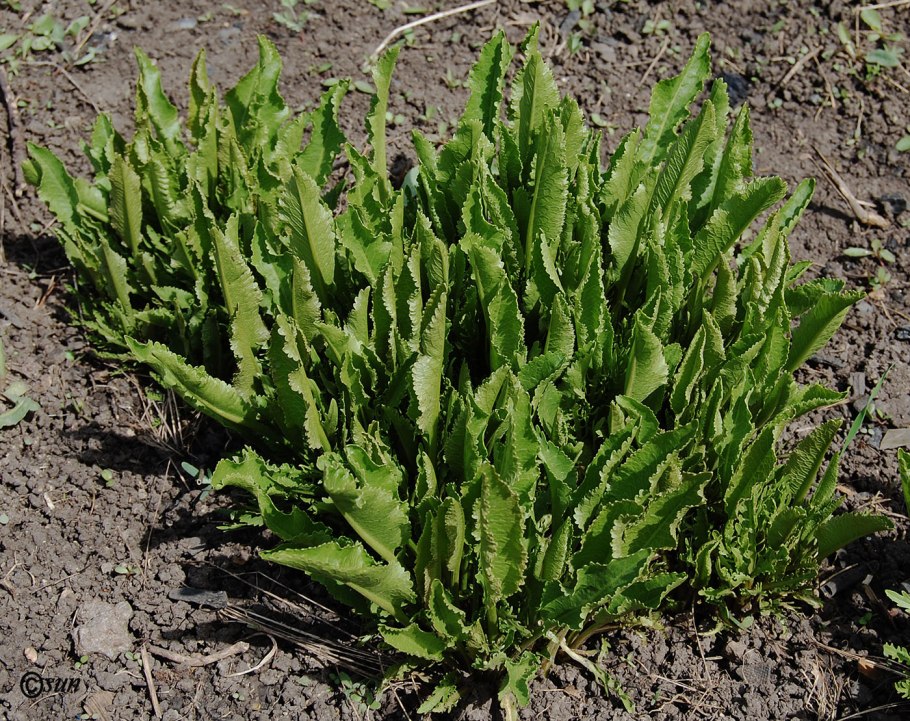 Хрен обыкновенный Armoracia Rusticana