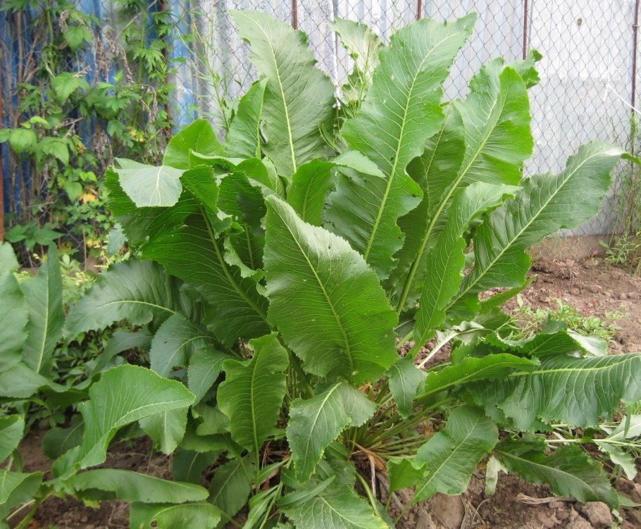 Хрен растение