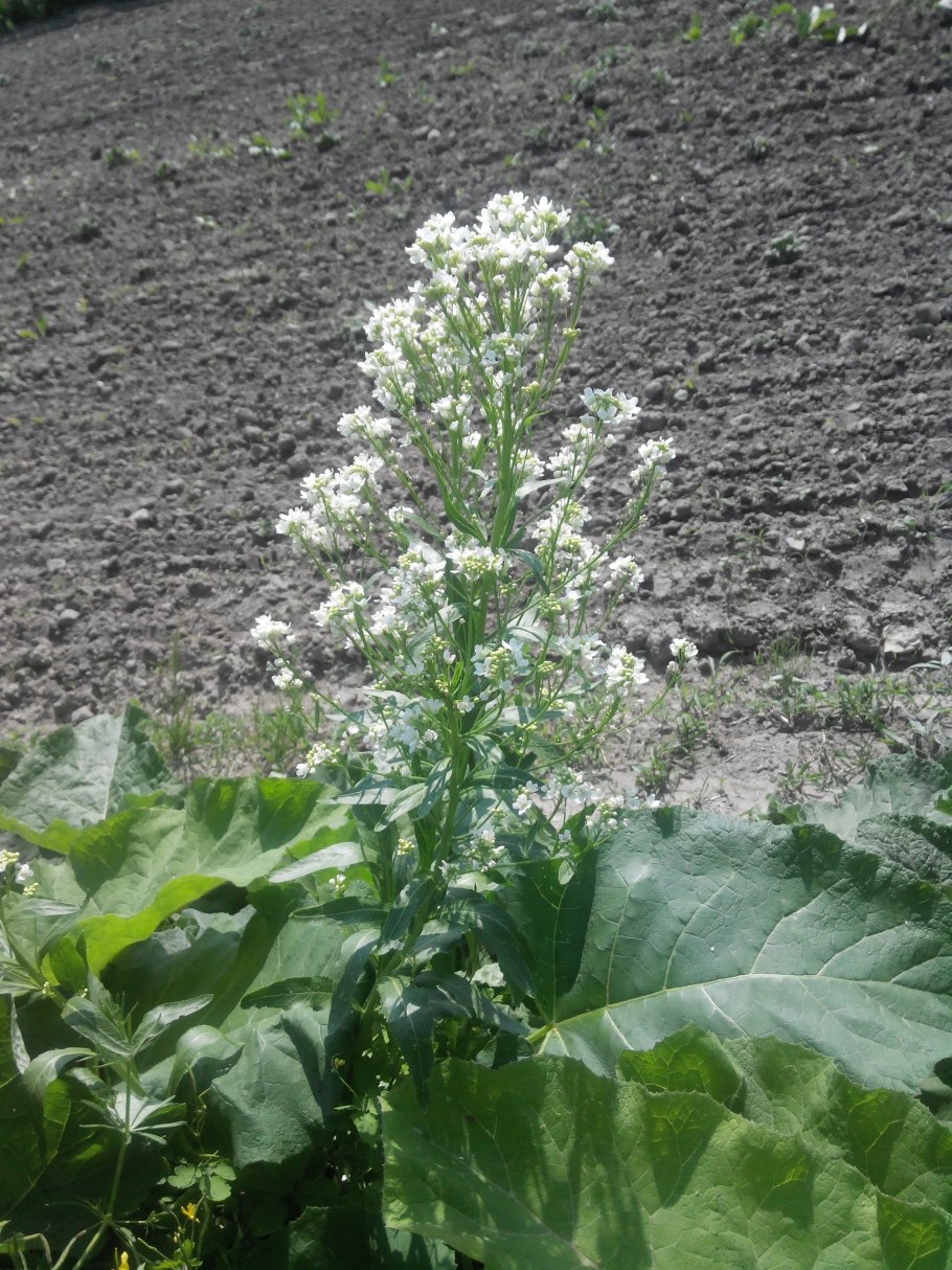 Хрен цветет