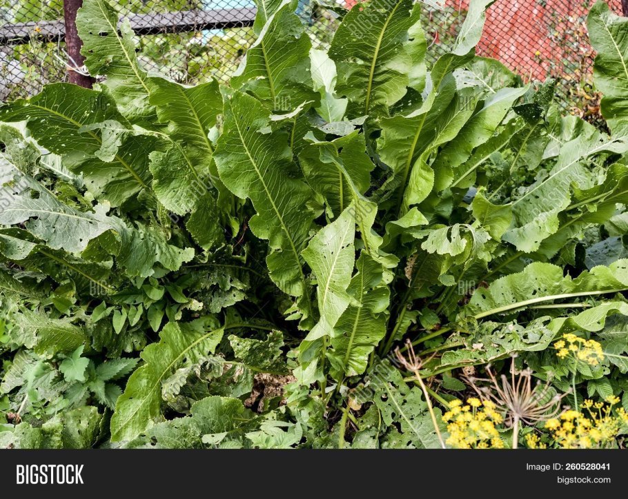 Болезни растения хрен