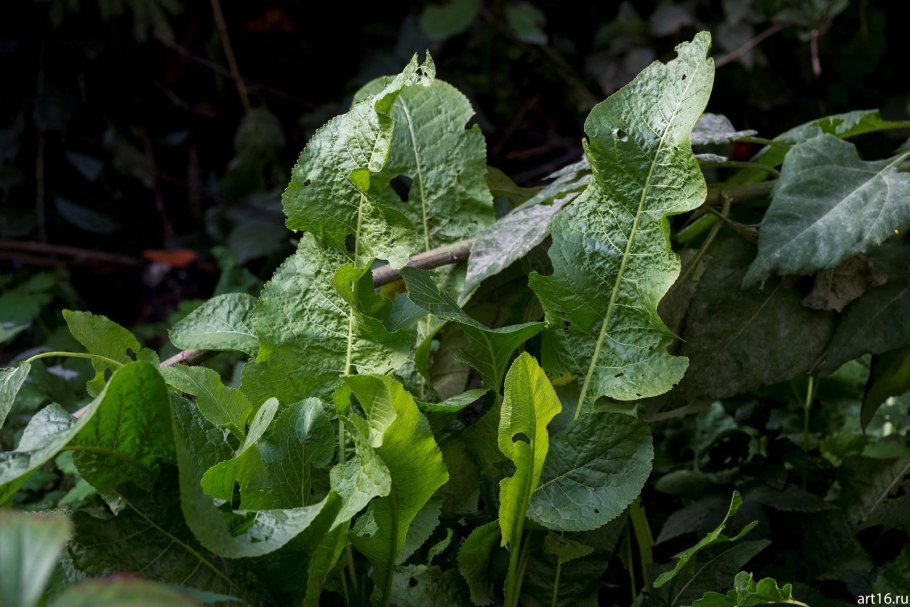 Болезни растения хрен