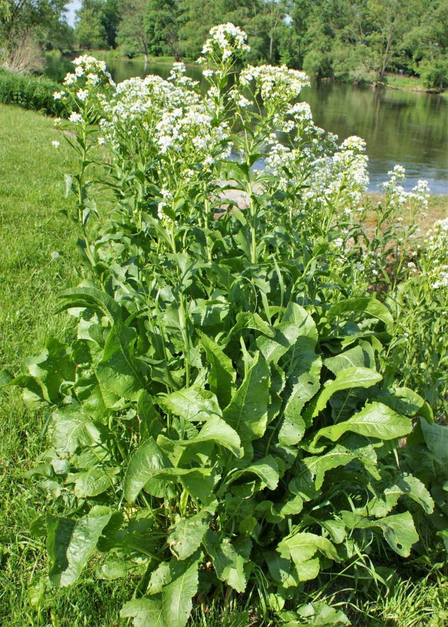 Хрен обыкновенный Armoracia Rusticana