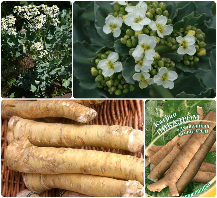 Катран татарский хрен