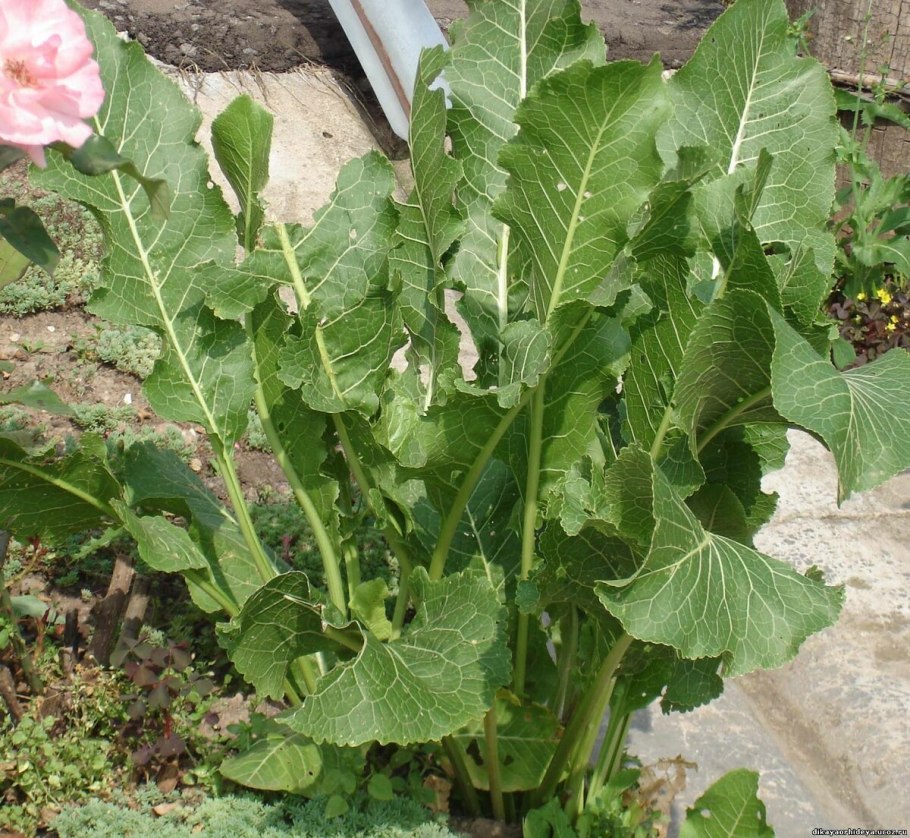 Хрен растение