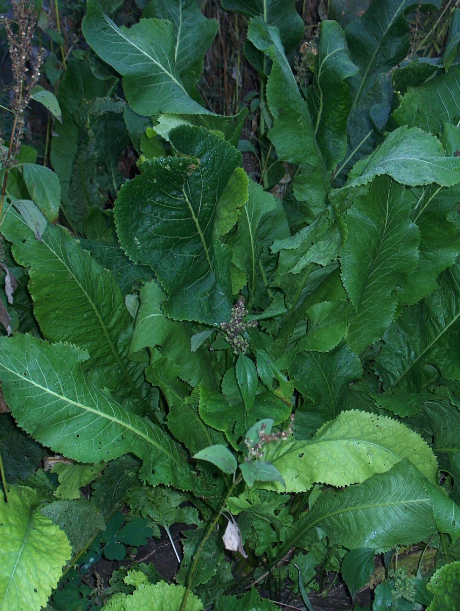 Растение похожее на щавель