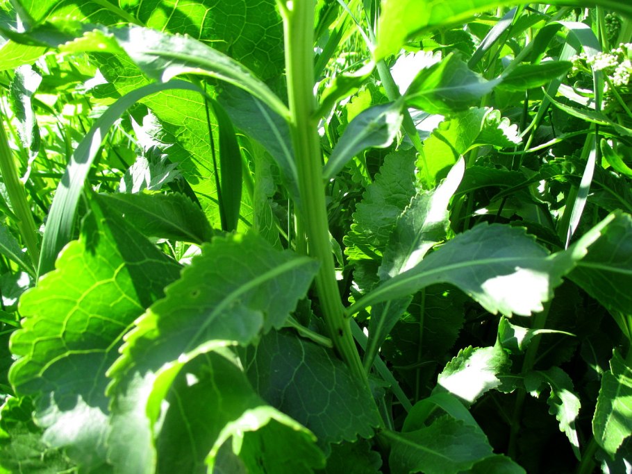 Хрен многолетнее растение