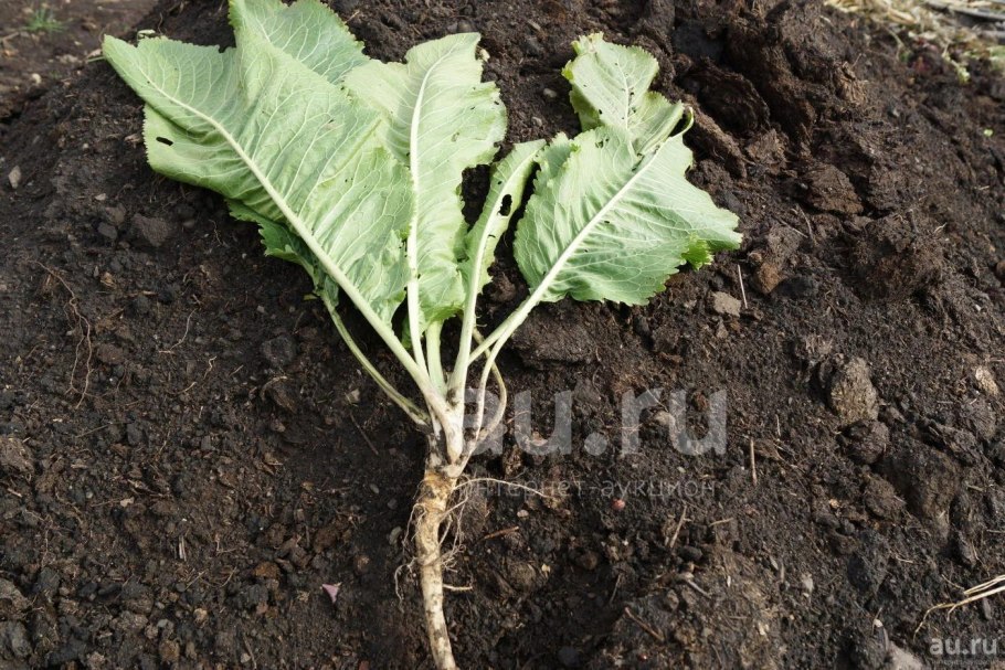 Рассада хрена