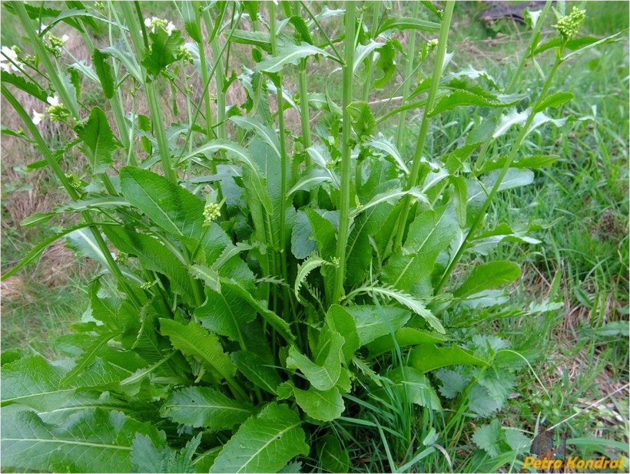 Хрен обыкновенный Armoracia Rusticana