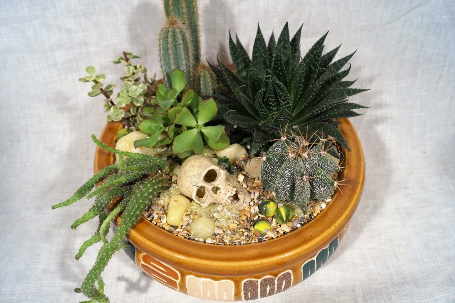 Кактусы в горшках композиции